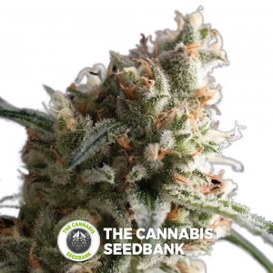 Super Hash Auto (Pyramid Seeds) - The Cannabis Seedbank