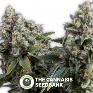 Tutankhamon Auto (Pyramid Seeds) - The Cannabis Seedbank