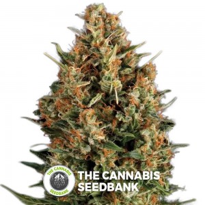 Wembley Auto (Pyramid Seeds) - The Cannabis Seedbank