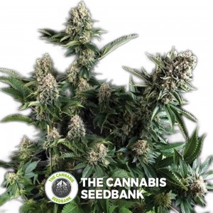 White Widow Auto (Pyramid Seeds) - The Cannabis Seedbank
