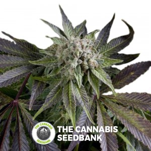 Blue Pyramid (Pyramid Seeds) - The Cannabis Seedbank