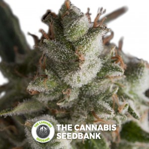 Fresh Candy (Pyramid Seeds) - The Cannabis Seedbank