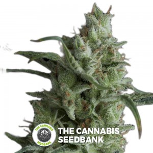 Kryptonite (Pyramid Seeds) - The Cannabis Seedbank