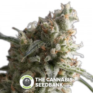 Lennon (Pyramid Seeds) - The Cannabis Seedbank