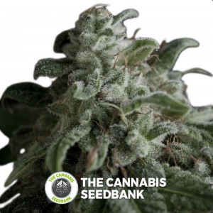 Nefertiti (Pyramid Seeds) - The Cannabis Seedbank