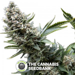 New York City (Pyramid Seeds) - The Cannabis Seedbank
