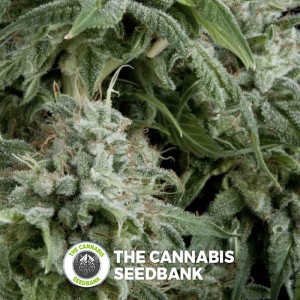 Northern Lights Auto (Pyramid Seeds) - The Cannabis Seedbank