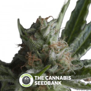 Shark (Pyramid Seeds) - The Cannabis Seedbank