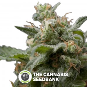 Super Hash (Pyramid Seeds) - The Cannabis Seedbank