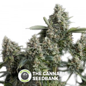Tutankhamon (Pyramid Seeds) - The Cannabis Seedbank