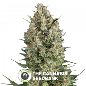 Wembley (Pyramid Seeds) - The Cannabis Seedbank