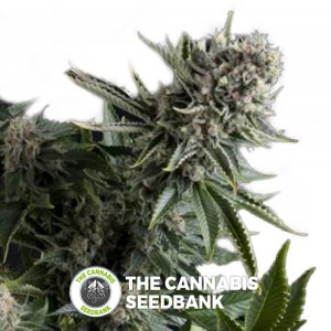 White Widow (Pyramid Seeds) - The Cannabis Seedbank