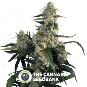 Quasar Auto (Buddha Seeds) - The Cannabis Seedbank