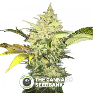 Roof 95 (T.H. Seeds) - The Cannabis Seedbank