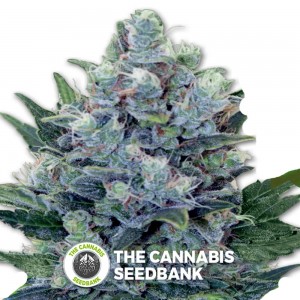 Northern Light Auto (Royal Queen Seeds) - The Cannabis Seedbank