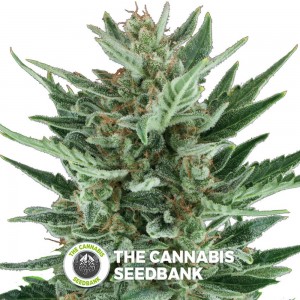 Royal Cheese Auto (Royal Queen Seeds) - The Cannabis Seedbank
