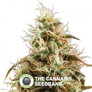 Royal Jack Auto (Royal Queen Seeds) - The Cannabis Seedbank