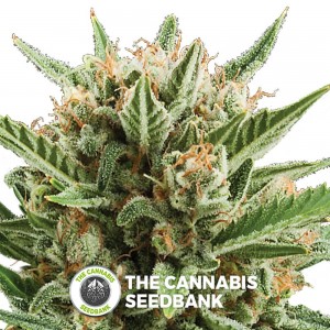 Sweet Skunk Auto (Royal Queen Seeds) - The Cannabis Seedbank
