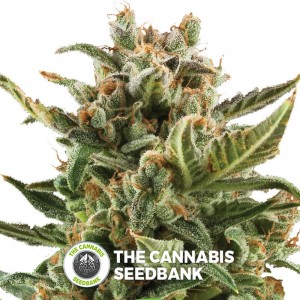 White Widow Auto (Royal Queen Seeds) - The Cannabis Seedbank