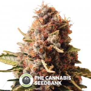 Euphoria CBD (Royal Queen Seeds) - The Cannabis Seedbank