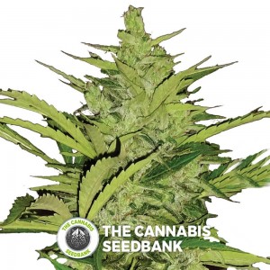 Fast Eddy Auto (Royal Queen Seeds) - The Cannabis Seedbank