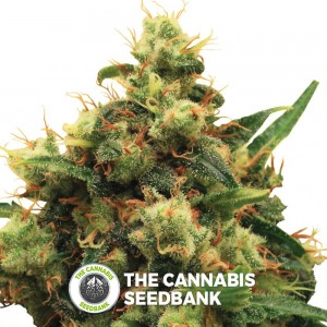 Painkiller XL (Royal Queen Seeds) - The Cannabis Seedbank