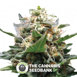 Royal Medic (Royal Queen Seeds) - The Cannabis Seedbank