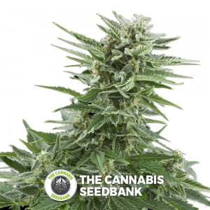 Easy Bud Auto (Royal Queen Seeds) - The Cannabis Seedbank