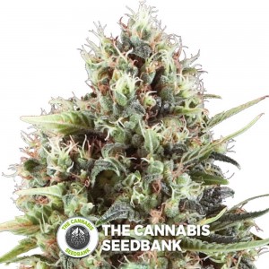 Chocolate Haze (Royal Queen Seeds) - The Cannabis Seedbank