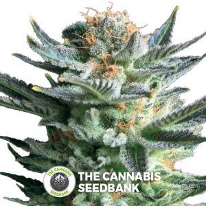Fruit Spirit (Royal Queen Seeds) - The Cannabis Seedbank
