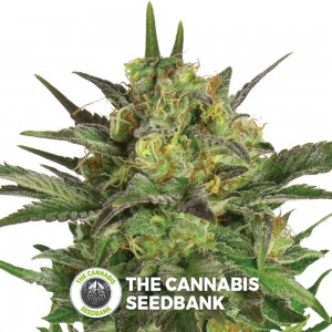 Haze Berry (Royal Queen Seeds) - The Cannabis Seedbank