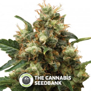 Ice (Royal Queen Seeds) - The Cannabis Seedbank
