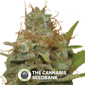 Kali Dog (Royal Queen Seeds) - The Cannabis Seedbank