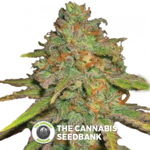 O.G. Kush (Royal Queen Seeds) - The Cannabis Seedbank