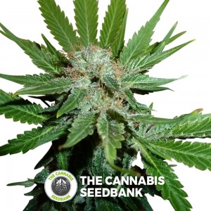 Royal Cheese FAST Version (Royal Queen Seeds) - The Cannabis Seedbank