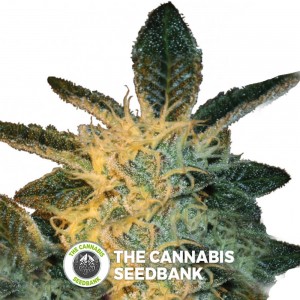 Royal Cookies (Royal Queen Seeds) - The Cannabis Seedbank