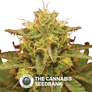 Royal Domina (Royal Queen Seeds) - The Cannabis Seedbank