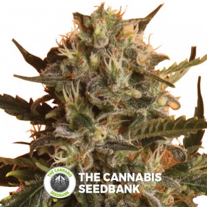 Royal Madre (Royal Queen Seeds) - The Cannabis Seedbank