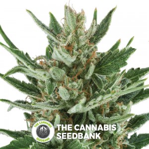 Speedy Chile FAST VERSION (Royal Queen Seeds) - The Cannabis Seedbank