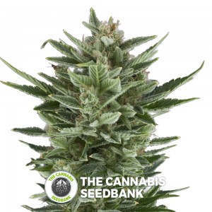 Quick One Auto (Royal Queen Seeds) - The Cannabis Seedbank