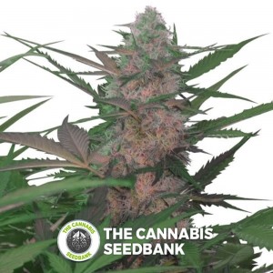 Royal AK Auto (Royal Queen Seeds) - The Cannabis Seedbank