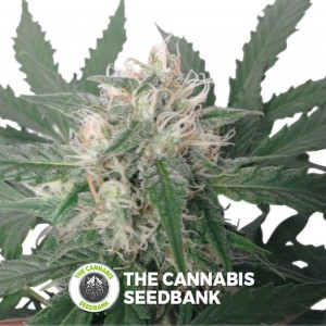 Royal Bluematic Auto (Royal Queen Seeds) - The Cannabis Seedbank