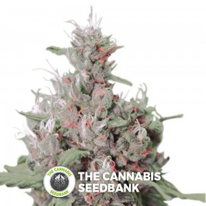 Royal Creamatic Auto (Royal Queen Seeds) - The Cannabis Seedbank