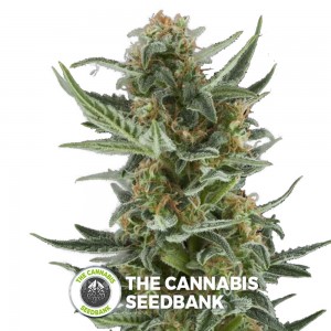 Royal Dwarf Auto (Royal Queen Seeds) - The Cannabis Seedbank