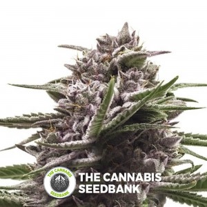 Royal Gorilla (Royal Queen Seeds) - The Cannabis Seedbank