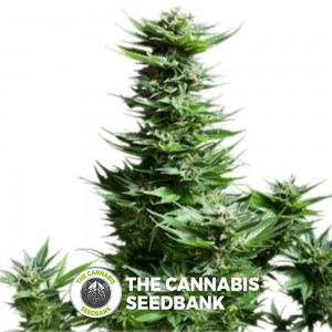 Shining Silver Haze (Royal Queen Seeds) - The Cannabis Seedbank