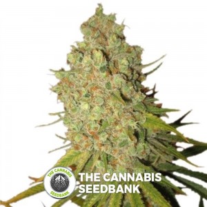 Special Kush #1 (Royal Queen Seeds) - The Cannabis Seedbank