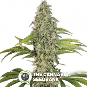 S.A.G.E (T.H. Seeds) - The Cannabis Seedbank