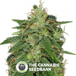 Sage n Sour (T.H. Seeds) - The Cannabis Seedbank