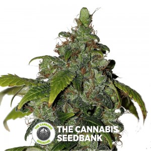 African Buzz Regular Seeds Seedsman